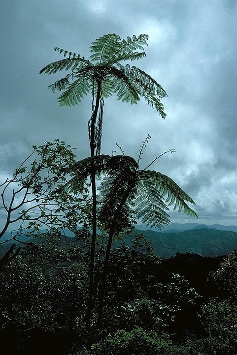 Cyatheaceae Stromové kapradiny