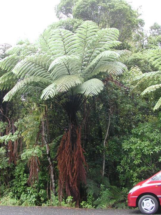 Cyatheaceae