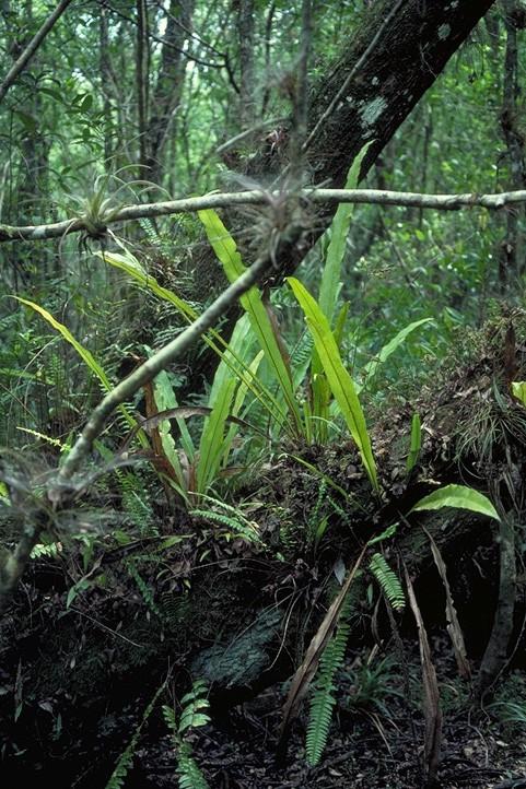 Polypodiaceae