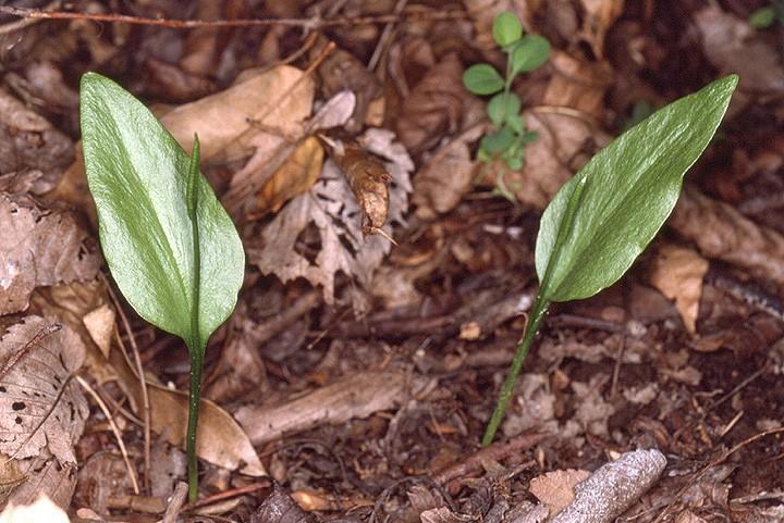 Ophioglossum