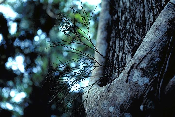 ferns)