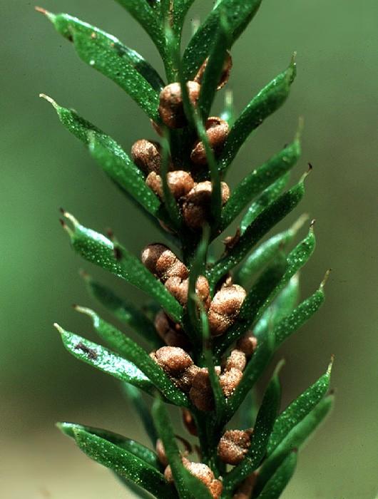 Psilotaceae