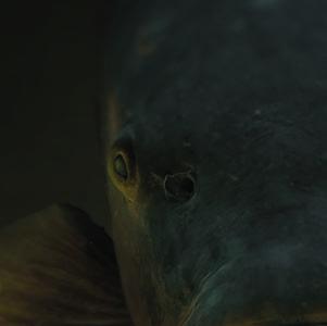 KE