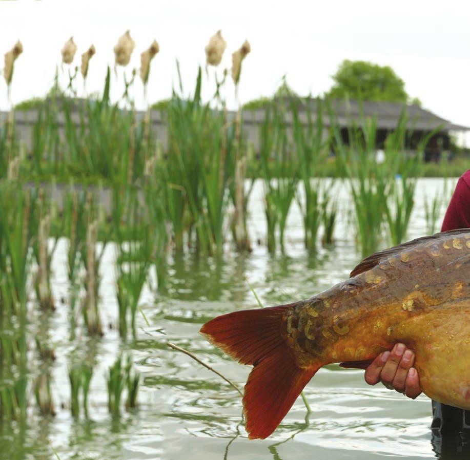 Insta CARP RIG GUIDE#4 VÍTEJTE.