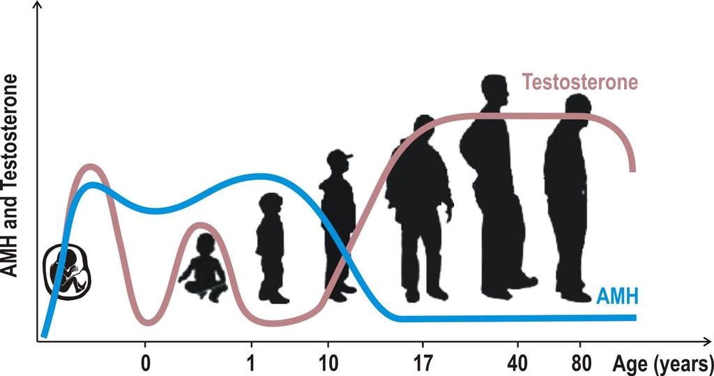 AMH muži Hladiny AMH a testosteronu u mužů AMH je specifický funkční marker