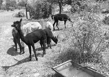 Jizersko-Ještědský horský spolek Severní Prácheňsko ZO ČSOP Salamandr 13/18 ZO ČSOP Silvatica Sorbus ZO ČSOP Spálené Poříčí Pozemkový spolek Suchopýr Suchopýr, o. p. s. Pozemkový spolek Sv.