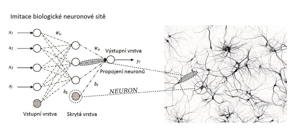 2 Neuronové sítě 2.1 Úvod do umělé inteligence Umělá inteligence je oblast vědy, zabývající se systémy, které jsou schopné napodobit inteligentní chování myslících organismů.