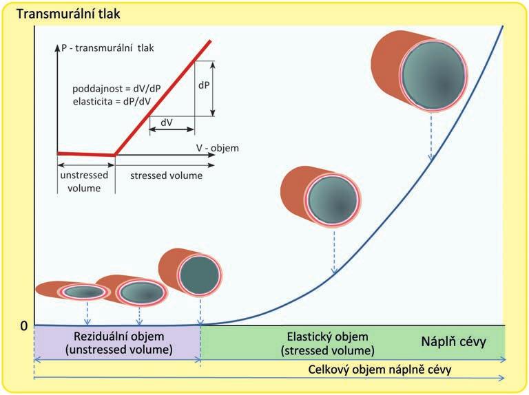 Základy patofyziologie kardiovaskulárních onemocnění a experimentální kardiologie Obr.5-6.18 Reziduální (neelastický) a elastický objem cévy.