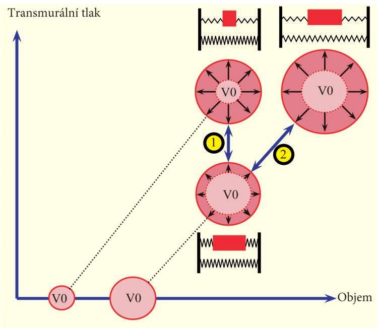 Když se céva začne dále plnit, začnou se napínat elastická vlákna a tlak v závislosti na elasticitě (dp/dv), resp. poddajnosti (dv/dp) stoupá. Obr. 5-6.
