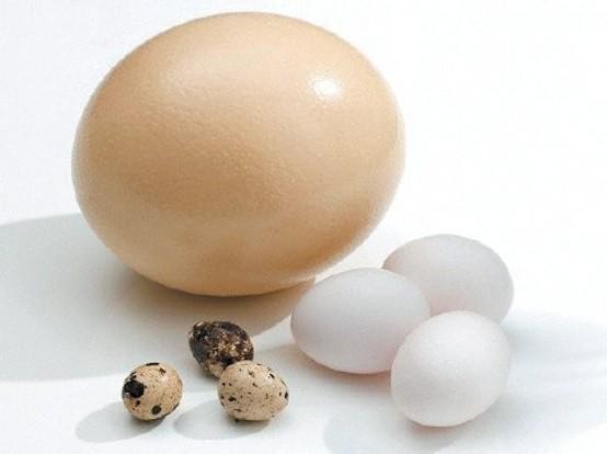 UTB ve Zlíně, Fakulta technologická 12 1 VEJCE Za vejce je považováno vejce ve skořápce snesené slepicí kura domácího (Gallus gallus) a vhodné k lidské spotřebě.