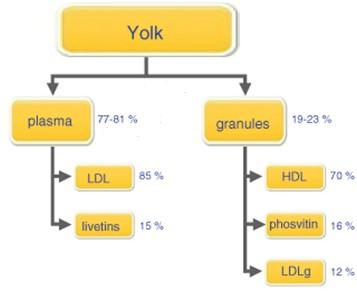 UTB ve Zlíně, Fakulta technologická 18 rozpustné proteiny (livetiny). Jedná se zejména o α-livetiny, β-livetiny a γ-livetiny.