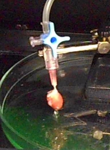 Laboratoř Laboratoř sensorů bioanalýzy a zobrazování a