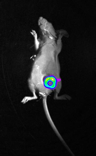 pomocí štěpitelné fluorescenční sondy, poskytující signál po