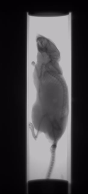 fluorescenčních nanomateriálů (kvantových teček) o různých