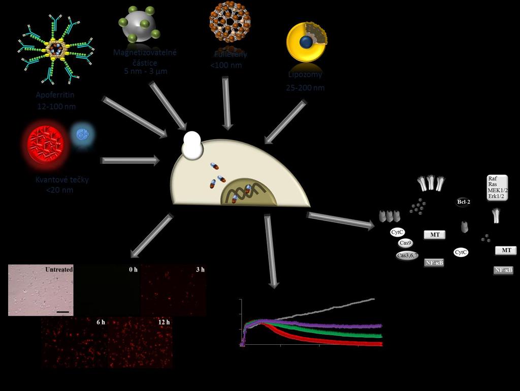 Laboratoř nádorové biologie a nanomedicíny Laboratoř nádorové biologie a nanomedicíny