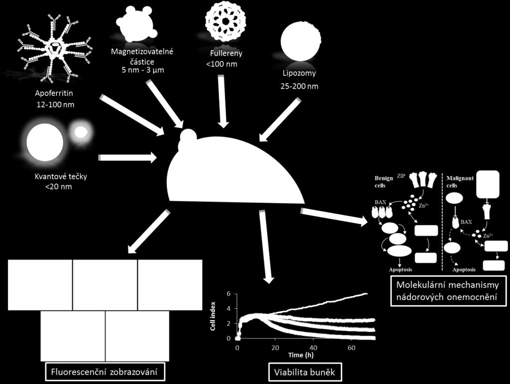 Applied Materials and Interfaces, Journal of Molecular Medicine, Frontiers in Molecular