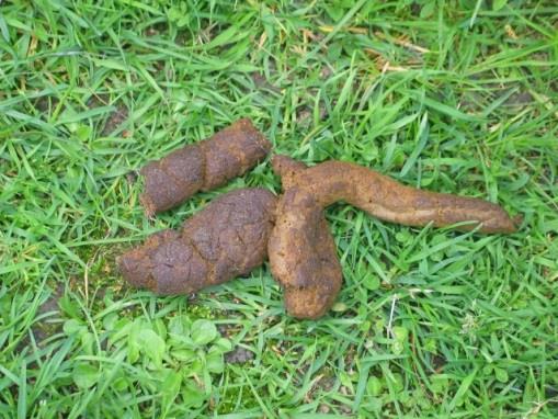 Děti do připravených pytlů posbíraly PET lahve, skleněné lahve nejrůznějších značek alkoholu, kusy stavebního materiálu, části oblečení i obuvi, krabičky od
