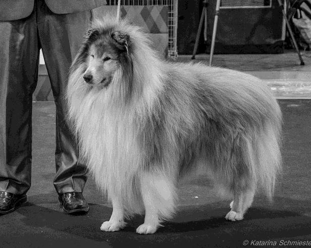 00 (Nyitramenti Captain Blood x Nyitramenti Winkel of Sunny Valley) ch. J. Balázsovits, m. B. Csurgai Kompletní výsledky najdete na stránkách ČMKU: http://www.