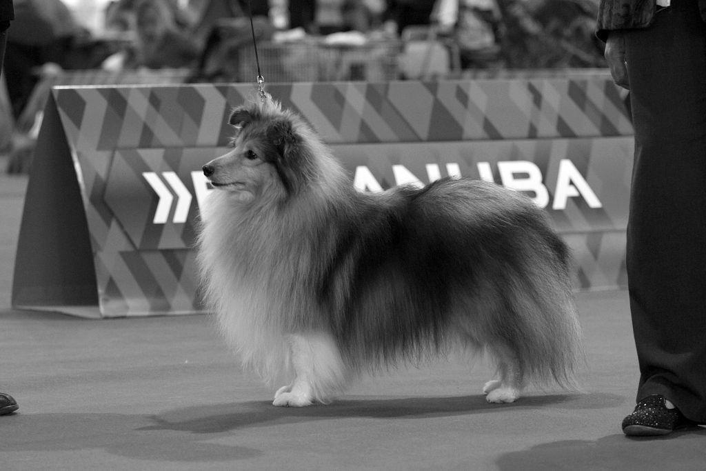Evropská výstava Brno 23. 10. 2014 V2, R. CAC, R. CACIB, Ketrin s Happy Christmas 7. 1. 09 (Ketrin s Radical Black x Ketrin s Origami) ch. + m. E. Novakovskaya V3, Microgarden s Right On 31. 12.