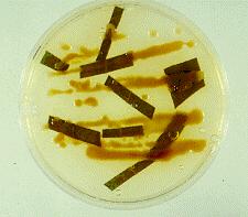 Cryptococcus gattii výskyt je omezen na oblasti v Austrálii, Papui Nové Guinei, Africe, Středomoří, Indii, jihovýchodní Asii, Mexiku, Brazílii, Paraguay a jižní Kalifornii ekologická vazba na několik