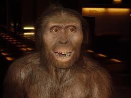 Australopithecus přechodná forma mezi lidoopi a člověkem rozšířen v jižní Africe, před cca 4 2 mil.