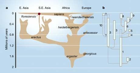 Obr. 1 Schéma vývoje a rozšíření rodu Homo podle