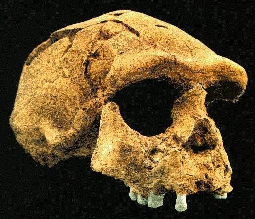 Leakey, Eugene Dubois na Jávě našel část lebky, stehenní kost a zub - Pithecanthropus erectus (opočlověk