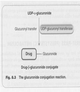 Glukuronidová konjugace nejčastější metabolická reakce substráty obsahují OH, NH, COOH skupiny katalyzuje je UDPglukuronyltransferáza přítomná v játrech, ledvinách, střevě, plicích kofaktorem kys.