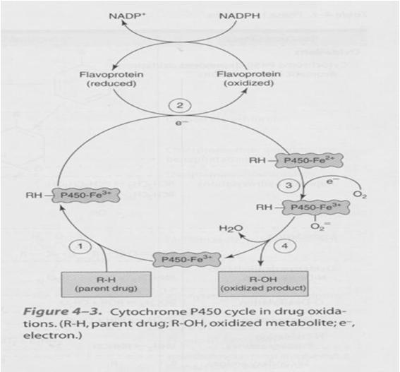 P450 biotransformace katalyzují: vznik oxygenovaného produktu (monooxygenázová fce) vznik molekuly vody (oxidázová aktivita) oxygenáza se smíšenou funkcí Cytochrome P450
