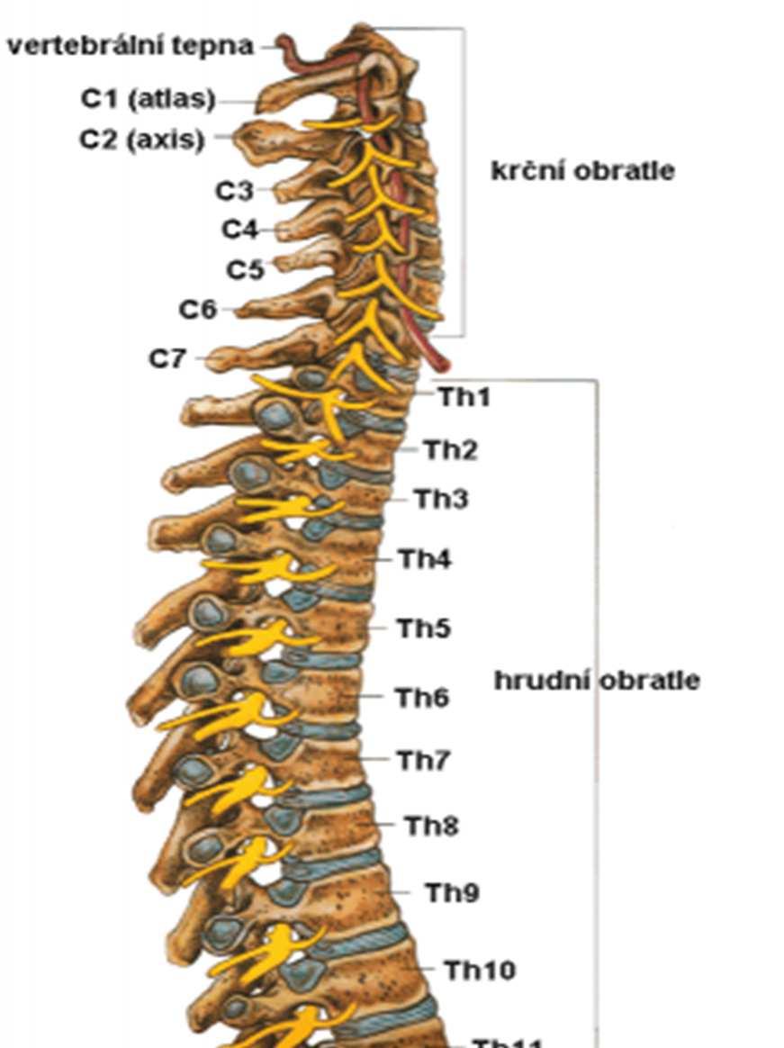Obrázek 3. Rozdělení páteře. Zdroj:http://media1.webgarden.cz/images/media1:51057c35d164 a.png/spine_big.gif Spastici Jde o skupinu sportovců s neprogresivním postižením mozku.