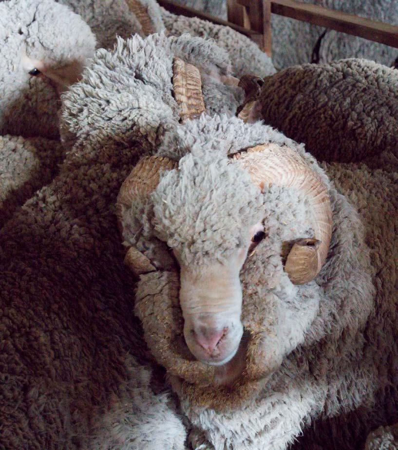 Austrálie a Tasmánie jsou dokonalé oblasti pro chov merino ovcí, díky svému klimatu a přírodním podmínkám.