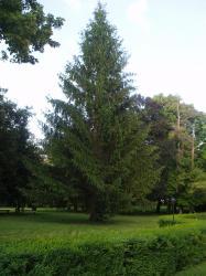 aj pre obyvateľov okolitých obcí. Studňa bola navŕtaná okolo roku 1900 do hĺbky približne 300 metrov. Voda zo studne je pitná. Pri studni je vybudovaný bazén, ktorý slúži ako zásobáreň vody. Obr.