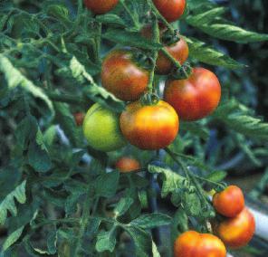 Draslík základ bezpečných výnosů a kvality 4 Draslík řídí mnoho látkových výměnných procesů v zeleninových rostlinách.