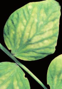 Hořčík pro zelené listy 6 Hořčík je centrálním atomem chlorofylu, zeleného barviva listů.