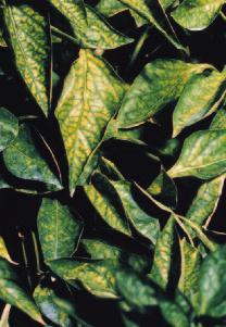Při vysokém zásobování draslíkem je vždy třeba dbát na adekvátní hnojení hořčíkem. Nedostatek hořčíku se projevuje typickým zežloutnutím starších listů, které začíná na plochách mezi listovými žilami.
