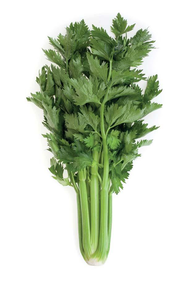 Kylian RZ raná odrůda řapíkatého celeru na celou