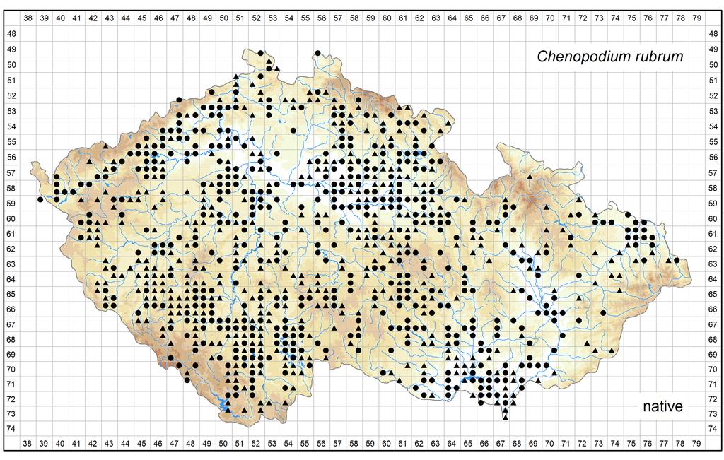 Distribution of Chenopodium rubrum in the Czech Republic Author of the map: Kateřina Šumberová, Pavel Dřevojan Map produced on: 12-06-2018 Database records used for producing the distribution map of