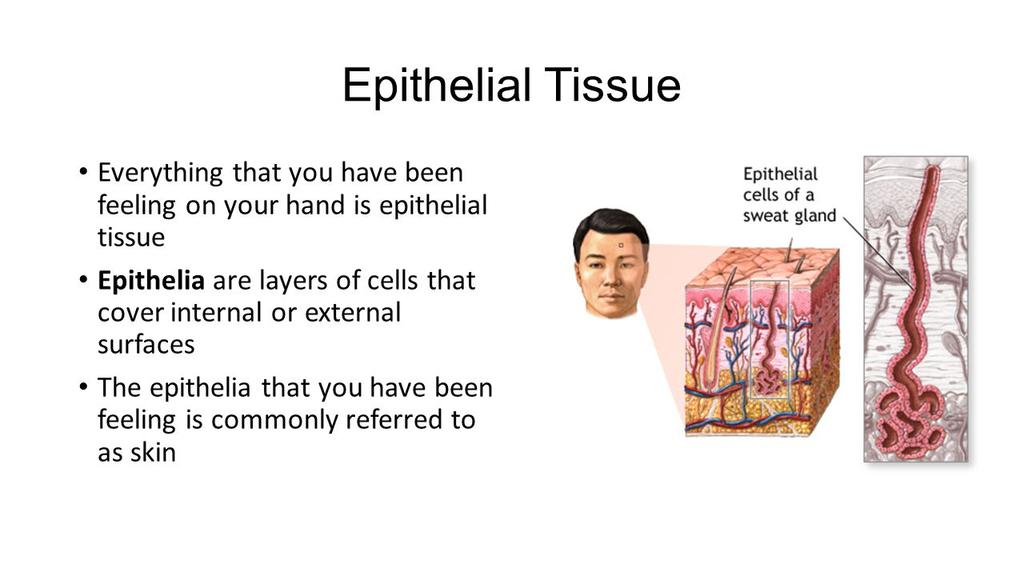 EPITELOVÁ TKÁŇ Epitelová tkáň potní žlázy Vše co cítíme na rukou, je epitelová tkáň Epitel