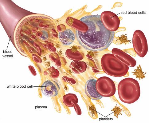 Červené krvinky Tunica intima-vnitřní Tunica media-střední Tunica