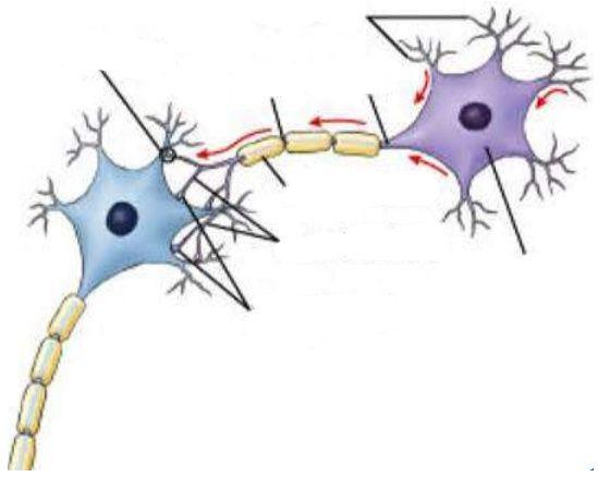 Dentrity-výběžky Synapse Ranvierovy zářezy Axon