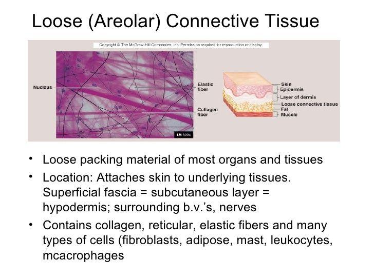 Vazivová tkáň Obaluje většinu orgánů a tkání Výskyt: Spojuje epitelové tkáně s ostatními tkáněmi Obsahuje: