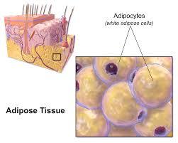 POJIVOVÁ TKÁŇ Tuková tkáň Bílé tukové buňky Nacházejí se po celém těle Tukové buňky nahrazují podobné fibroblasty Plní se lipidem, zvětšují se a utlačují organely s jádrem a cytosol na periferii
