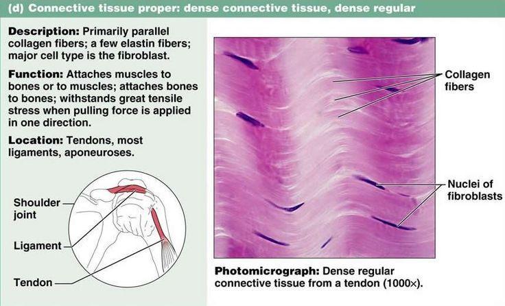 Vlastní pojivová tkáň: Uspořádaná, tuhá pojivová tkáň Popis: Hlavně paralelní kolagenní vlákna Trochu v elastických vláknech.