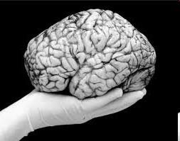 Syndrom demence A B C A Activities of daily living (omezení až ztráta soběstačnosti) B Behaviour (behaviorální a psychologická symptomatologie, poruchy chování, BPSD; př.
