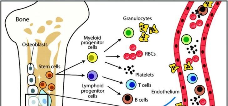 řady v kostní dřeni Gate CD117+ (myeloidní prekurzory) Nezralé progenitory Nezralé