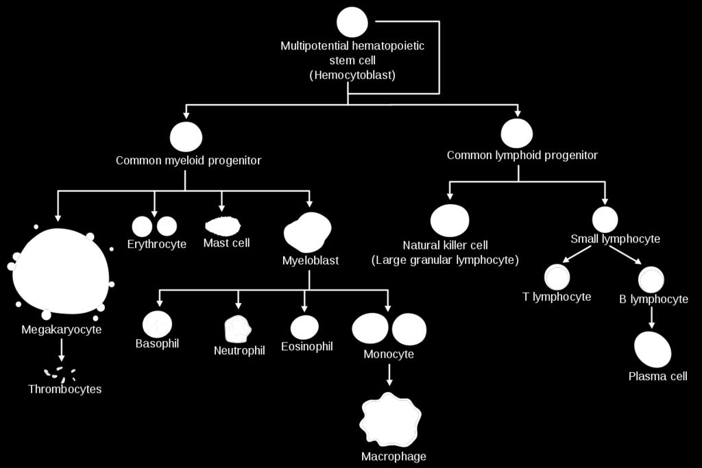 Akutní myeloidní leukémie (AML) Jaké máme leukémie?