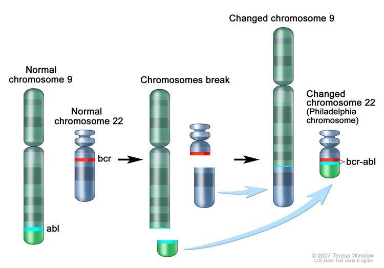 Obrázek 1.1: Vznik chromosomu Philadelphia reciprokou translokací t(9;22)(q34;q11) [3].