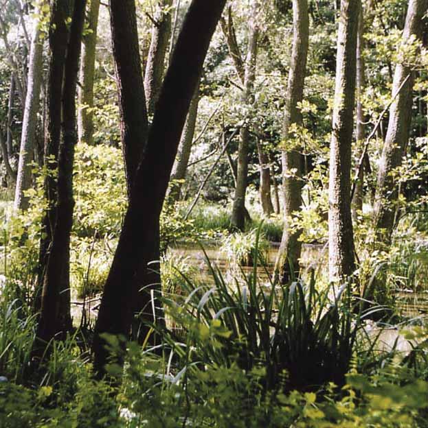 FSC Dobré pro les, dobré pro lidi Základní myšlenkou mezinárodní organizace FSC je podporovat environmentálně vhodné, sociálně přínosné a ekonomicky životaschopné obhospodařování světových lesů.