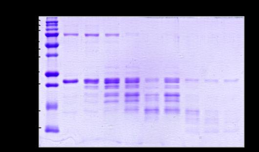 Absorbance při 280 nm MKop Sup75 TH1R 21102010b001:10_UV MKop Sup75 TH1R 21102010b001:10_Fractions MKop Sup75 TH1R 21102010b001:10_Logbook mau 35.0 30.0 25.0 20.0 15.0 10.0 5.0 0.