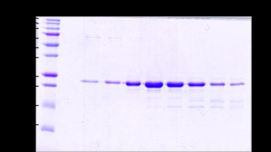 Absorbance při 280 nm MKop S200 TH1R 09122010 c001:10_uv MKop S200 TH1R 09122010 c001:10_fractions MKop S200 TH1R 09122010 c001:10_logbook mau 15.0 10.0 5.0 0.
